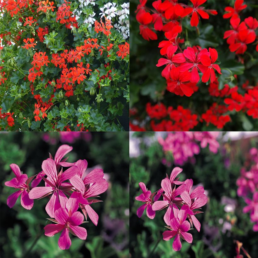 Coleção 10 Gerânios de Varanda Vermelho e Rosa (Floração)