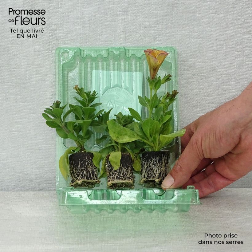 Amostra de Coleção 3 Petúnias Beautical - Petchoa hybrida tal como entregue na primavera
