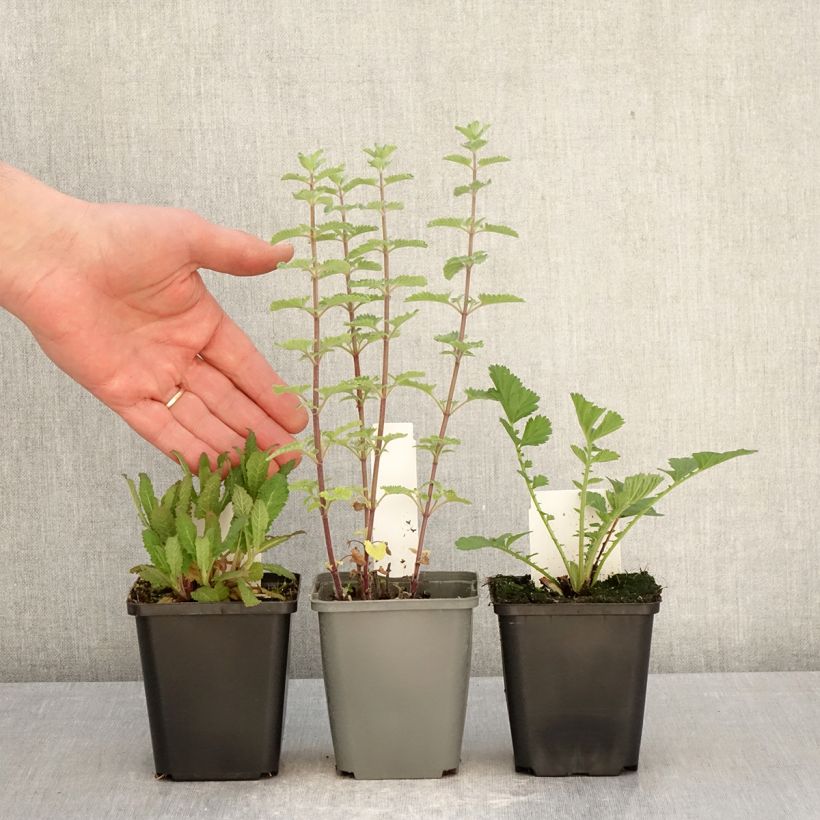 Amostra de 3 perenes indispensáveis para o verão tal como entregue na primavera