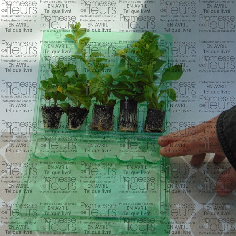 Exemplo de amostra de Coleção de 5 Petúnias Surfinias Duplas tal como entregue