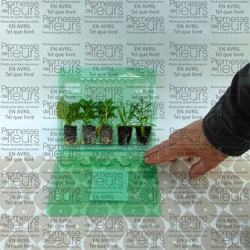 Exemplo de amostra de Coleção Berry Cascade tal como entregue