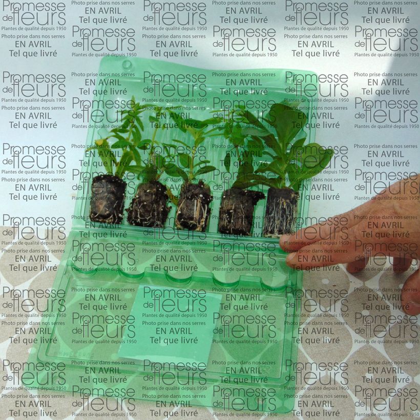 Exemplo de amostra de Coleção Blue Wave - 5 variedades de anuais tal como entregue