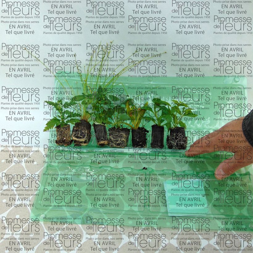 Exemplo de amostra de Coleção Floreira Branca - 7 variedades de anuais tal como entregue