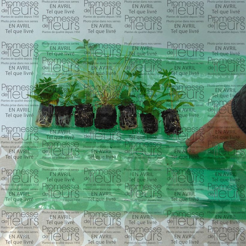 Exemplo de amostra de Coleção Floreira Azul - 6 variedades de anuais tal como entregue