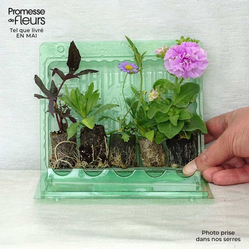 Amostra de Coleção Floreira Lavanda - 5 variedades de anuais tal como entregue na primavera