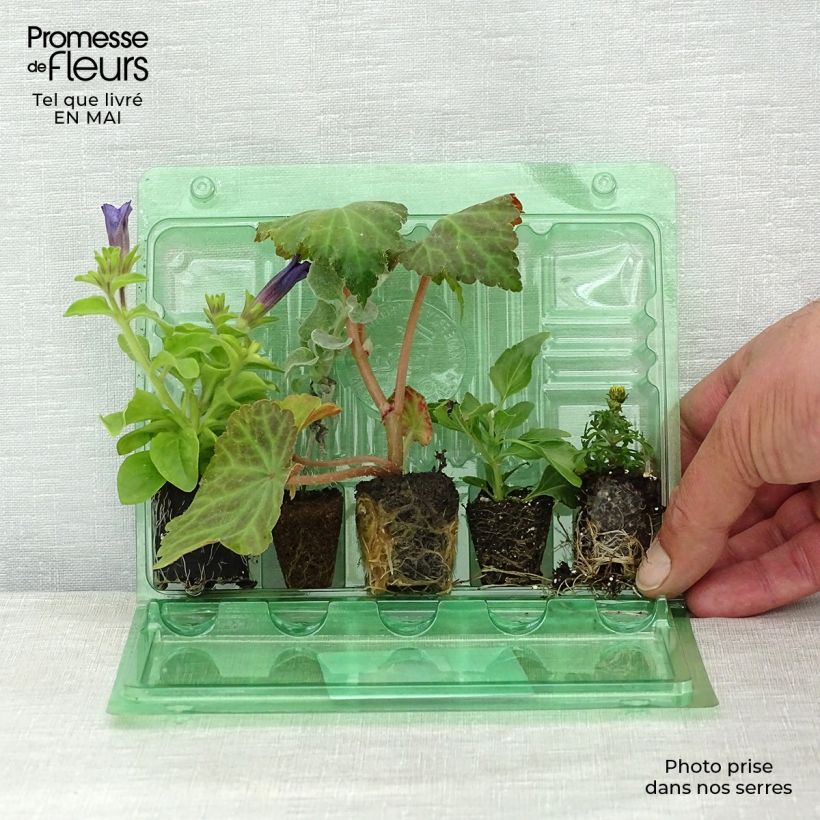 Amostra de Coleção Floreira Ocre-Azul - 5 anuais com florações azuis e ocres tal como entregue na primavera