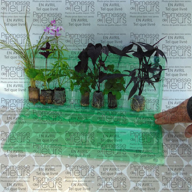 Exemplo de amostra de Coleção Floreira Rosa - 7 variedades de anuais tal como entregue