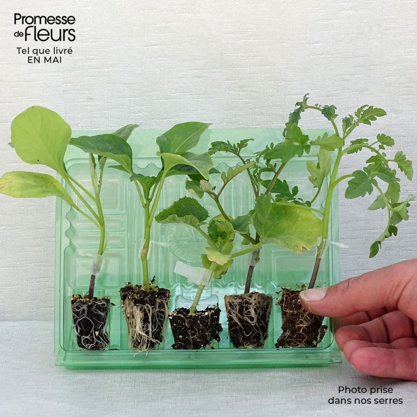 Amostra de Coleção Legumes de Verão, 5 Mudas de Horta ENXERTADAS tal como entregue na primavera