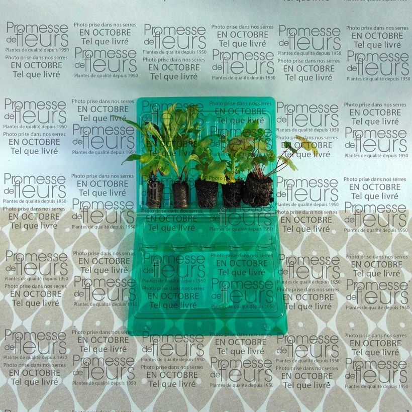 Exemplo de amostra de Coleção Primavera Pastel tal como entregue