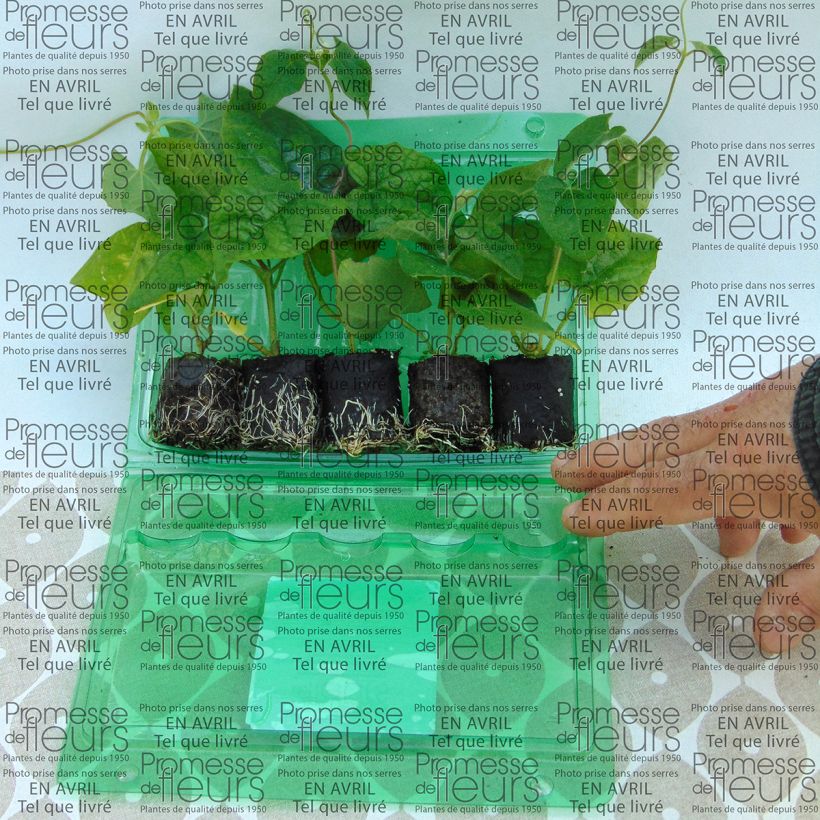 Exemplo de amostra de Coleção Thunbergia Alata - Susanas-dos-seus-olhos tal como entregue