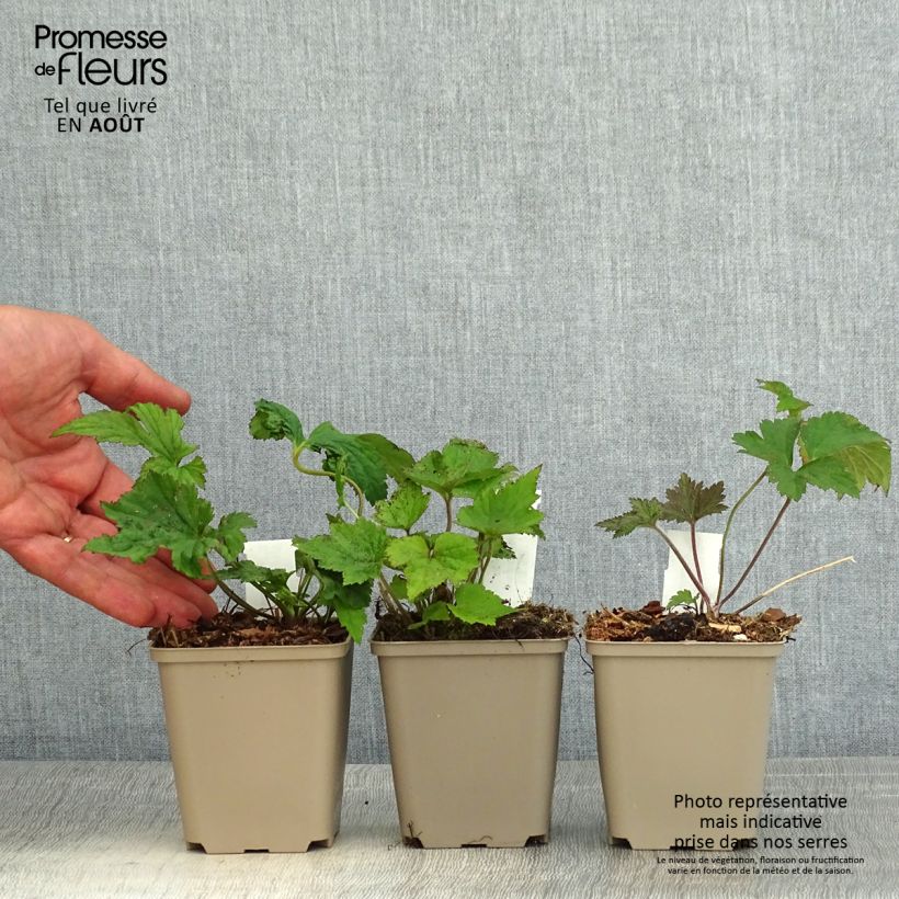 Exemplo de amostra de Coleção de anémonas-do-Japão tal como entregue