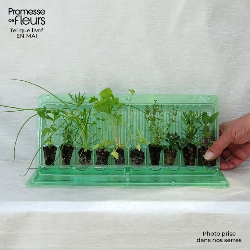 Amostra de Coleção de 10 Aromáticas em Vaso tal como entregue na primavera