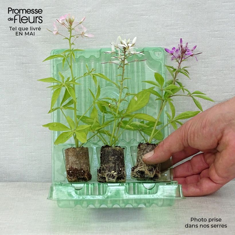 Amostra de Coleção de 3 Cleomes Senorita tal como entregue na primavera