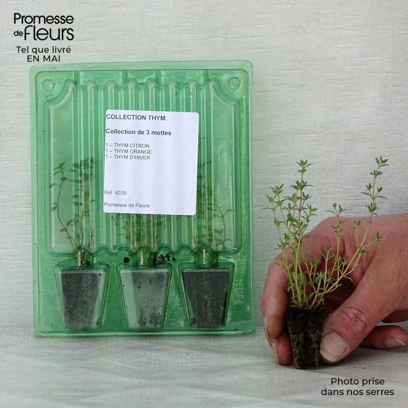 Amostra de Coleção de 3 Tomilhos em Vaso tal como entregue na primavera
