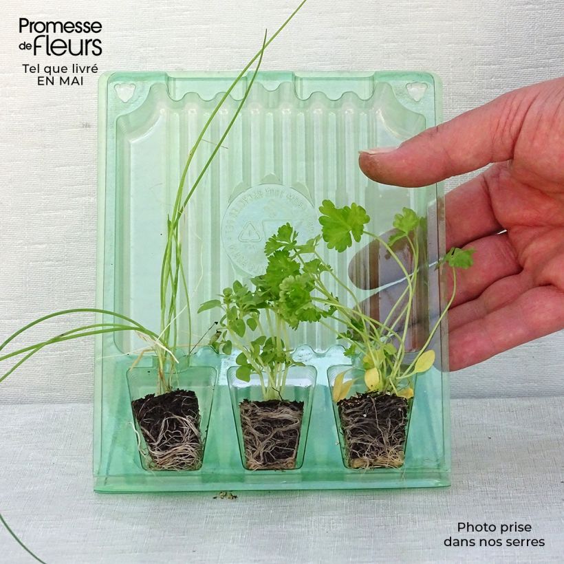 Amostra de Coleção de 3 Aromáticas Essenciais tal como entregue na primavera