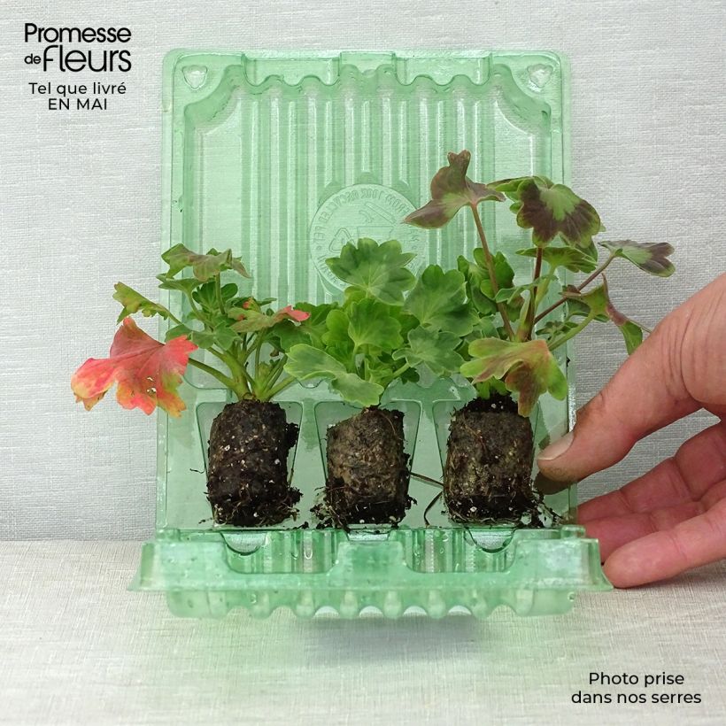 Amostra de Coleção de 3 Gerânios Estrela Fireworks tal como entregue na primavera