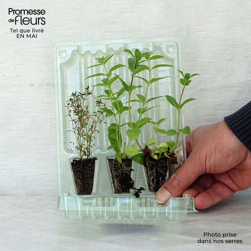 Amostra de Coleção de 3 Ervas para Chás e Infusões em Vaso tal como entregue na primavera