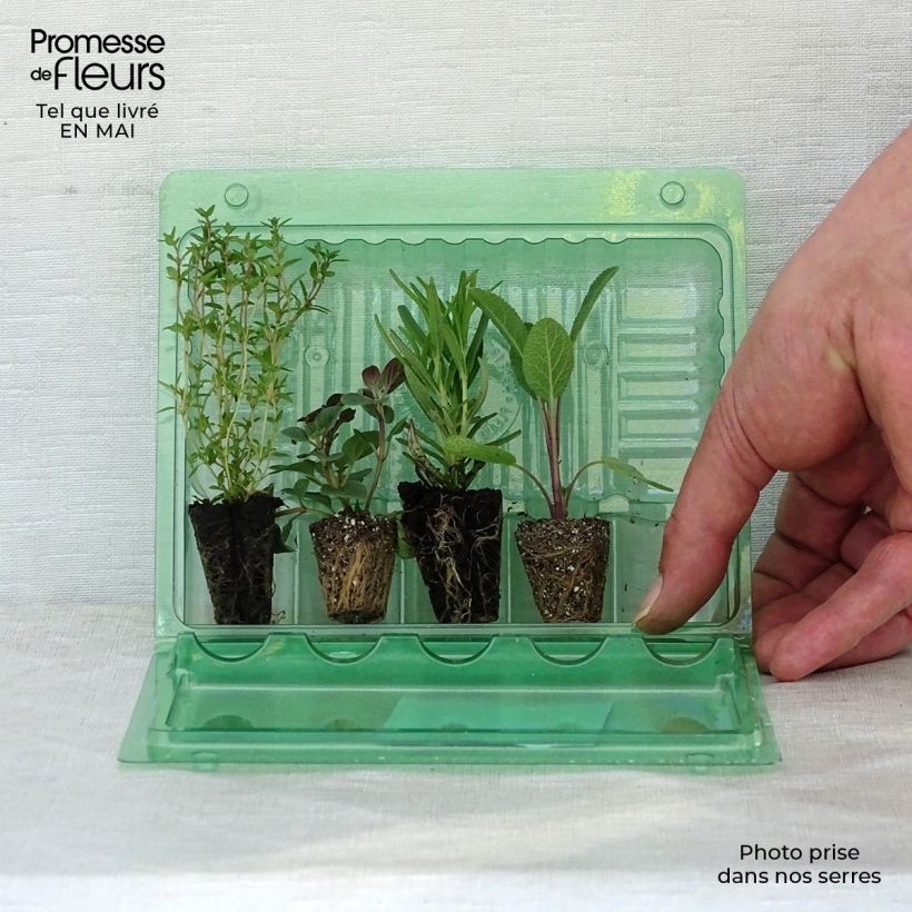 Amostra de Coleção de 4 Aromáticas para Churrascos em Vaso tal como entregue na primavera