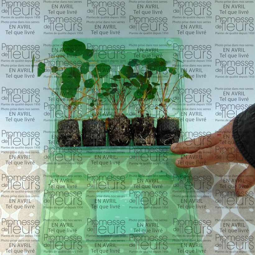 Exemplo de amostra de Coleção de 5 Chagas (Tropaeolum majus) tal como entregue