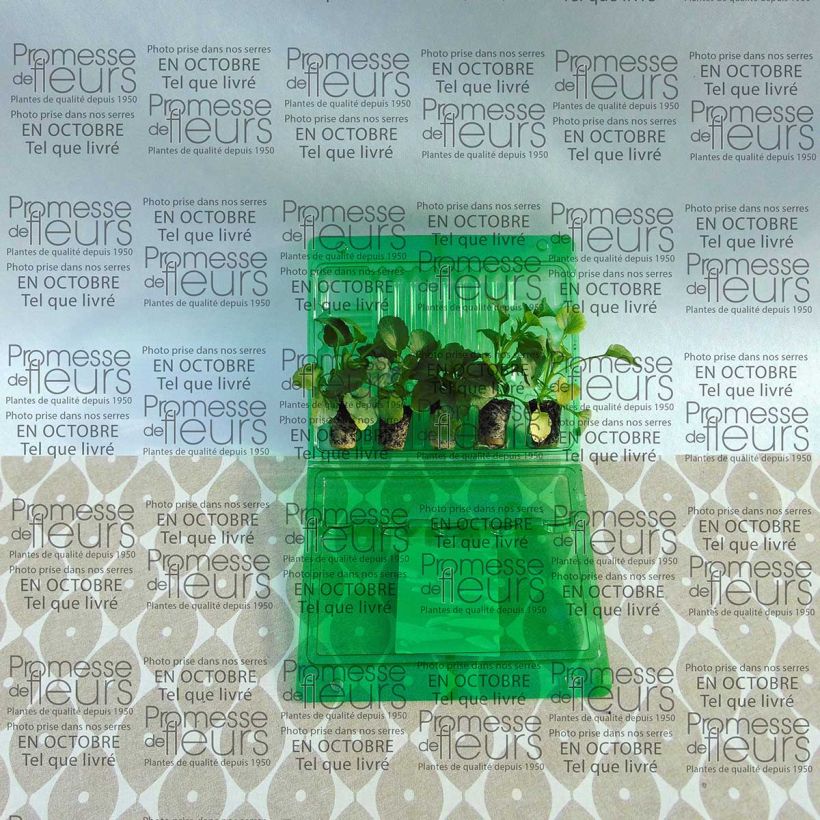 Exemplo de amostra de Coleção de 5 Amores-perfeitos Matrix Ruby Mix em mini-torrões tal como entregue