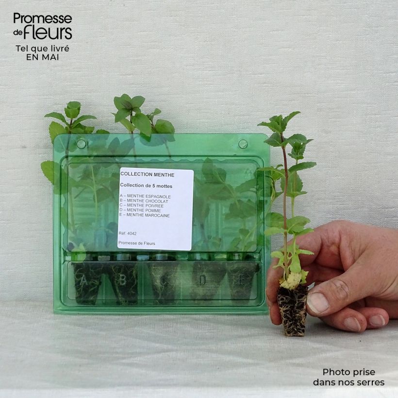 Amostra de Coleção de 5 Hortelãs em Vaso tal como entregue na primavera