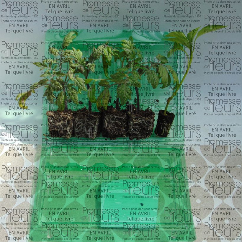 Exemplo de amostra de Coleção de 5 plantas de tomate e pimento para varandas tal como entregue