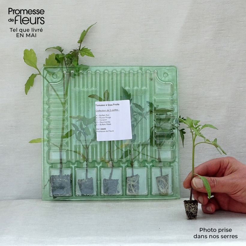 Amostra de Coleção de 5 Tomateiros de Fruto Grande em Vaso tal como entregue na primavera
