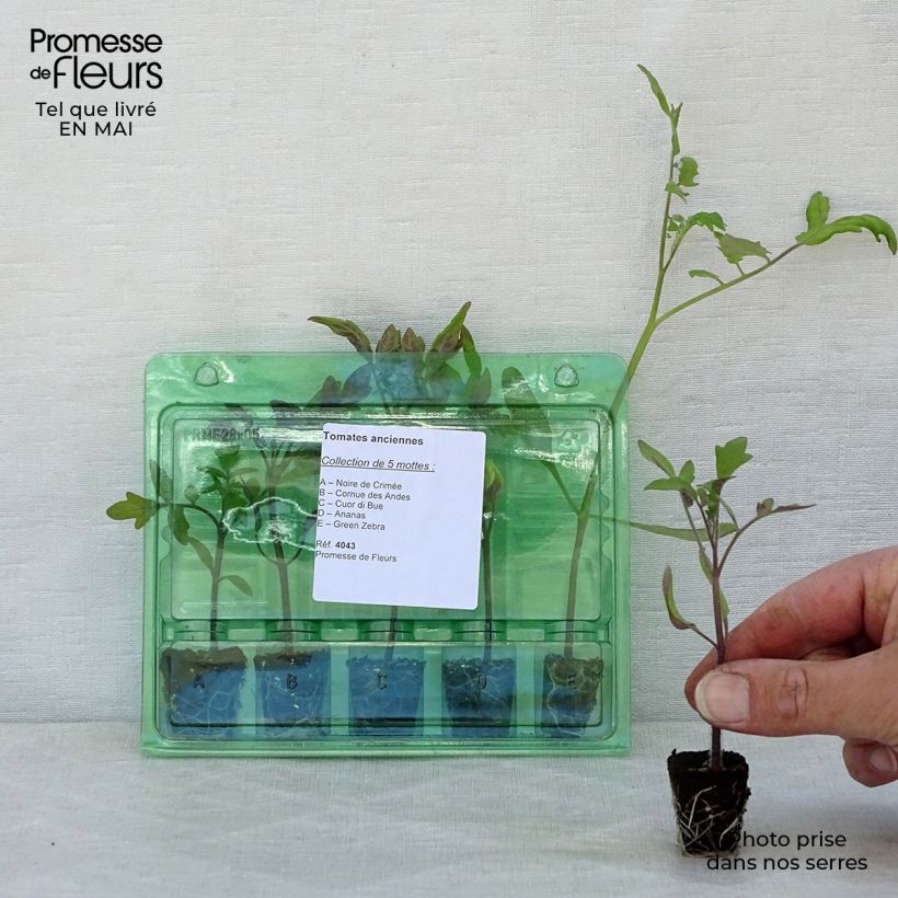 Amostra de Coleção de 5 Tomates Tradicionais / Antigas Variedades em Planta tal como entregue na primavera