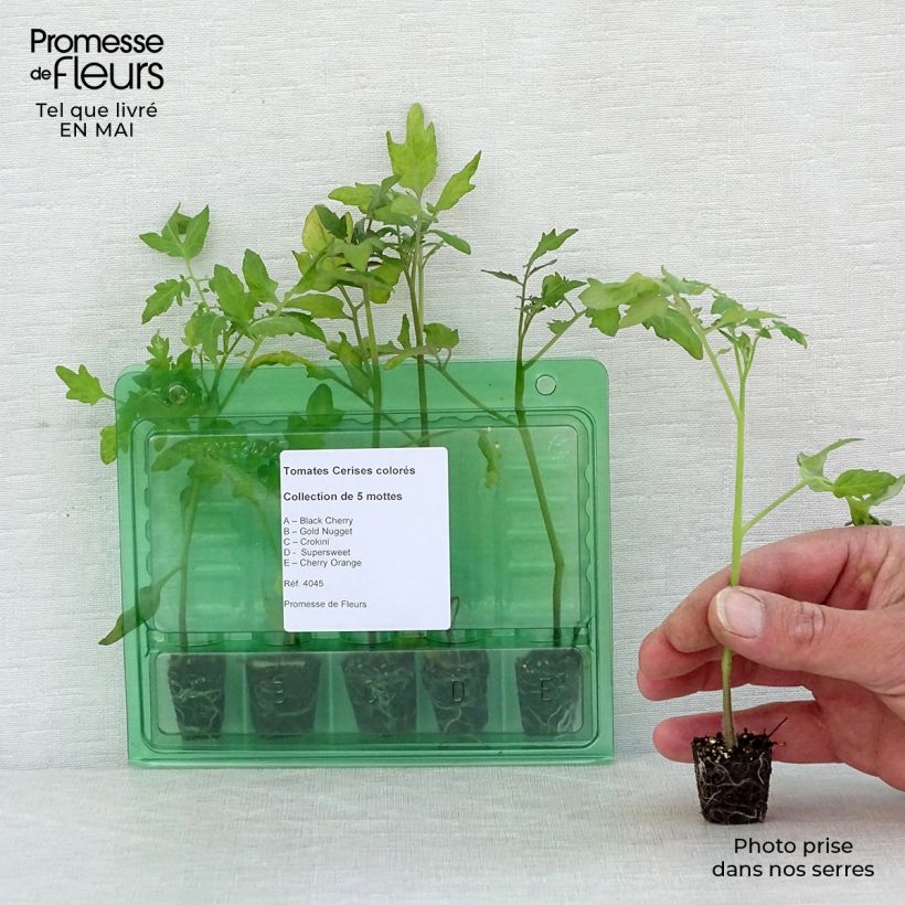 Amostra de Coleção de 5 Tomates-Cereja Coloridos em Vaso tal como entregue na primavera