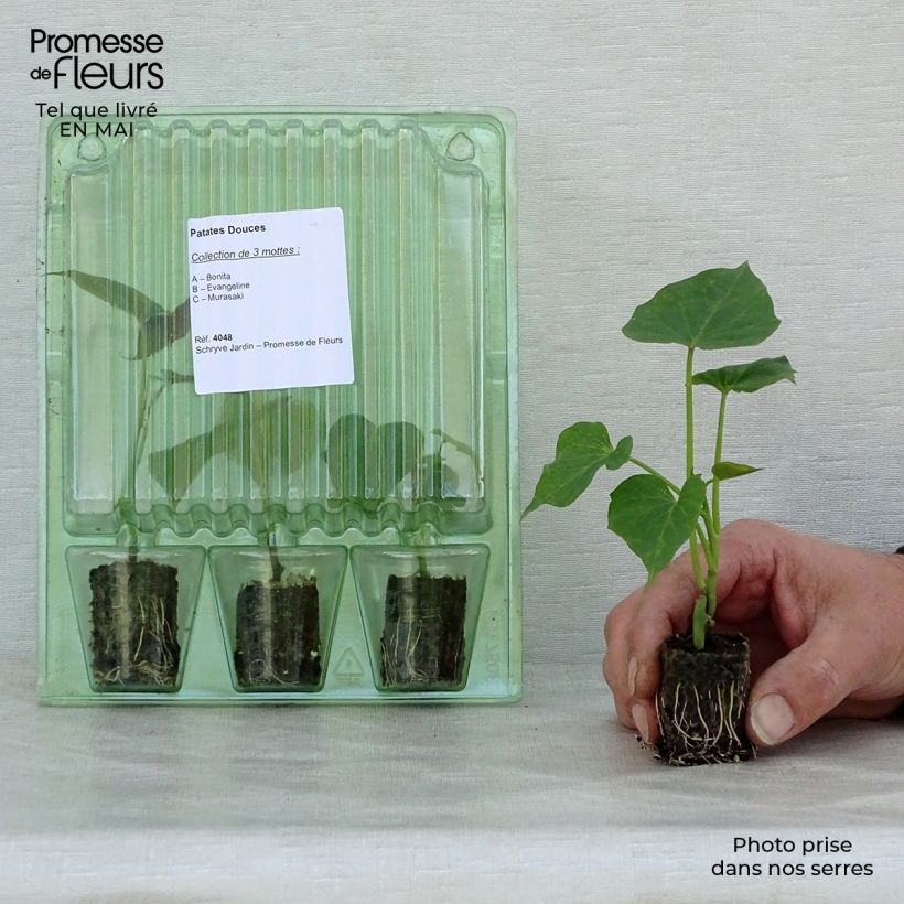 Amostra de Coleção de descoberta de 3 batata-doce em rebentos tal como entregue na primavera