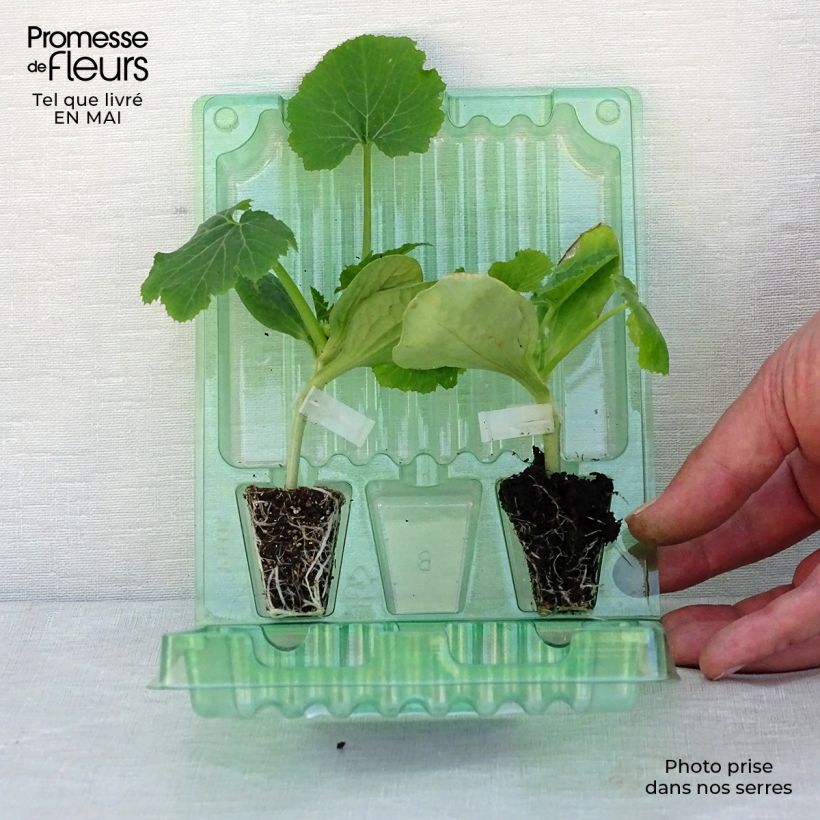 Amostra de Coleção duo de 2 plantas de courgette ENXERTADAS tal como entregue na primavera
