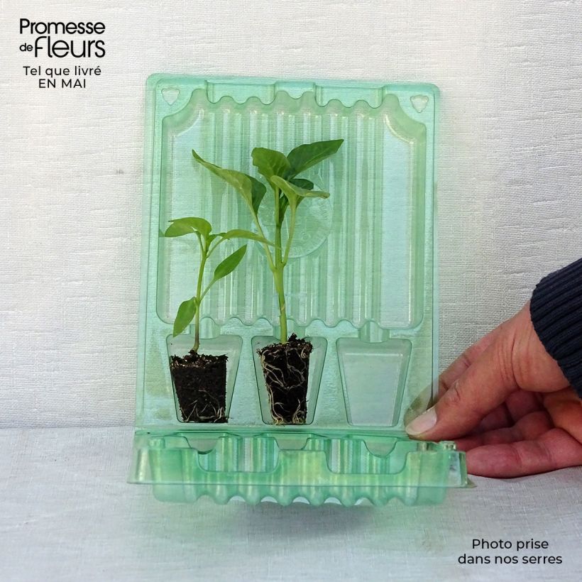 Amostra de Coleção duo de 2 pimentos vermelho e amarelo em plantas ENXERTADAS tal como entregue na primavera