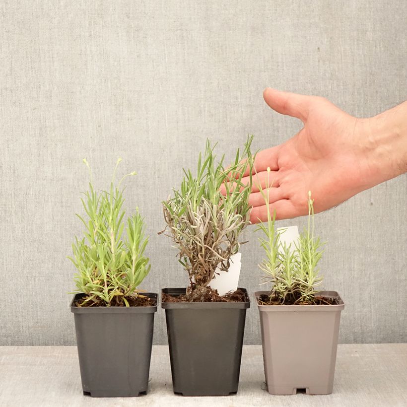 Amostra de Coleção de alfazemas verdadeiras a preços reduzidos tal como entregue na primavera