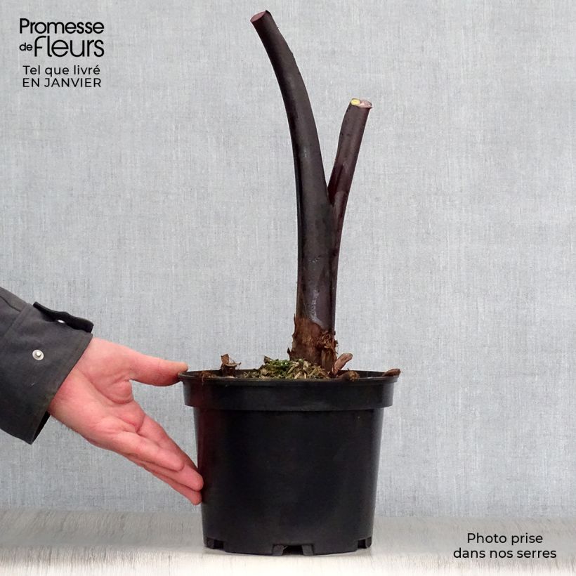 Amostra de Colocasia Black Stem - Oreille d'Eléphant Vaso de 3 L/4 L tal como entregue no inverno