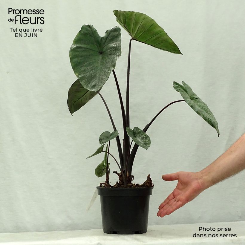 Amostra de Colocasia Black Stem Vaso de 3 L/4 L tal como entregue no verão