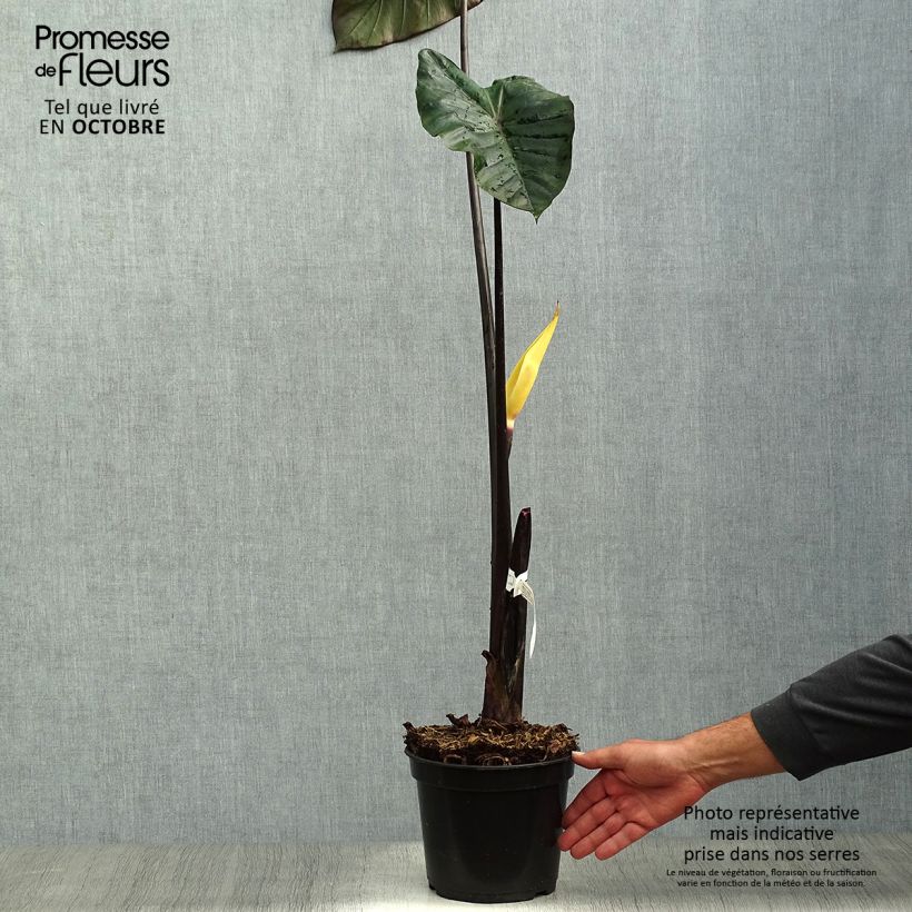 Amostra de Colocasia Black Stem Vaso de 3 L/4 L tal como entregue no outono
