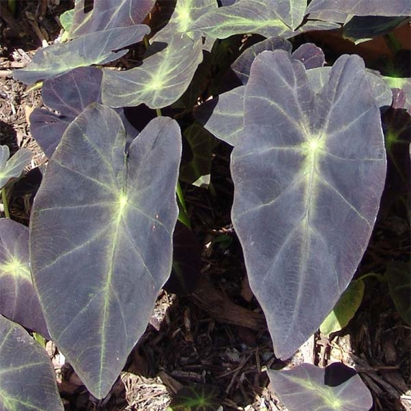 Colocasia Black Magic (Folhagem)