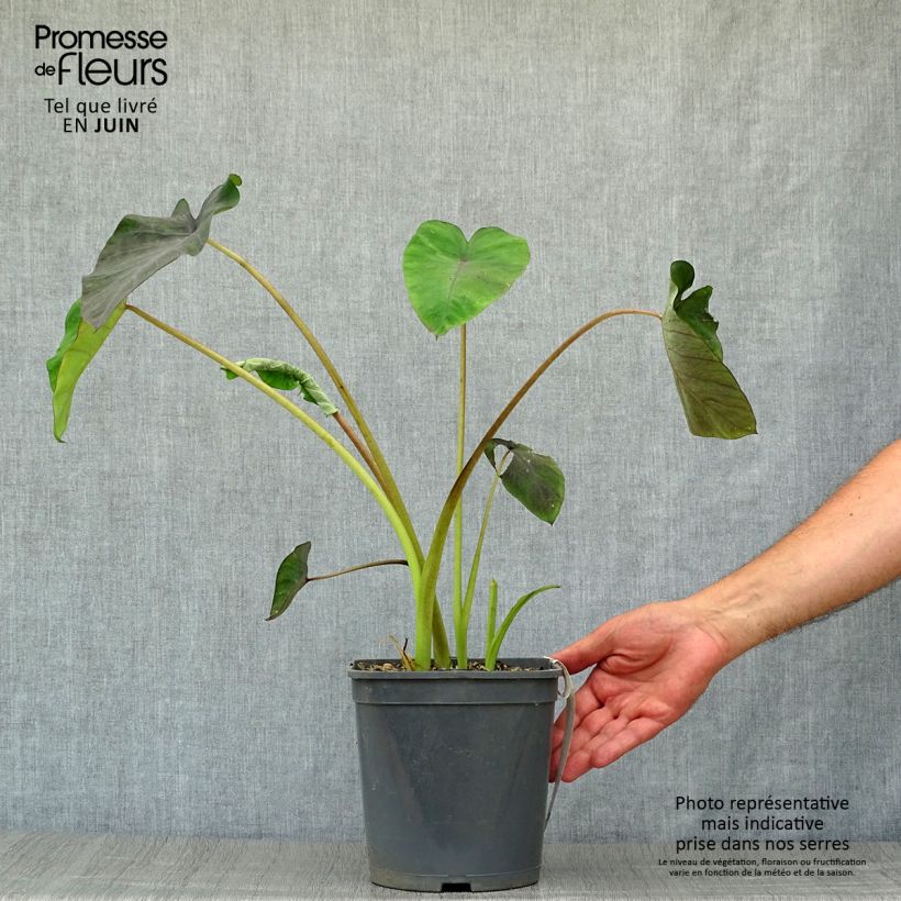 Amostra de Colocasia Black Magic Vaso de 4 L/5 L tal como entregue no verão