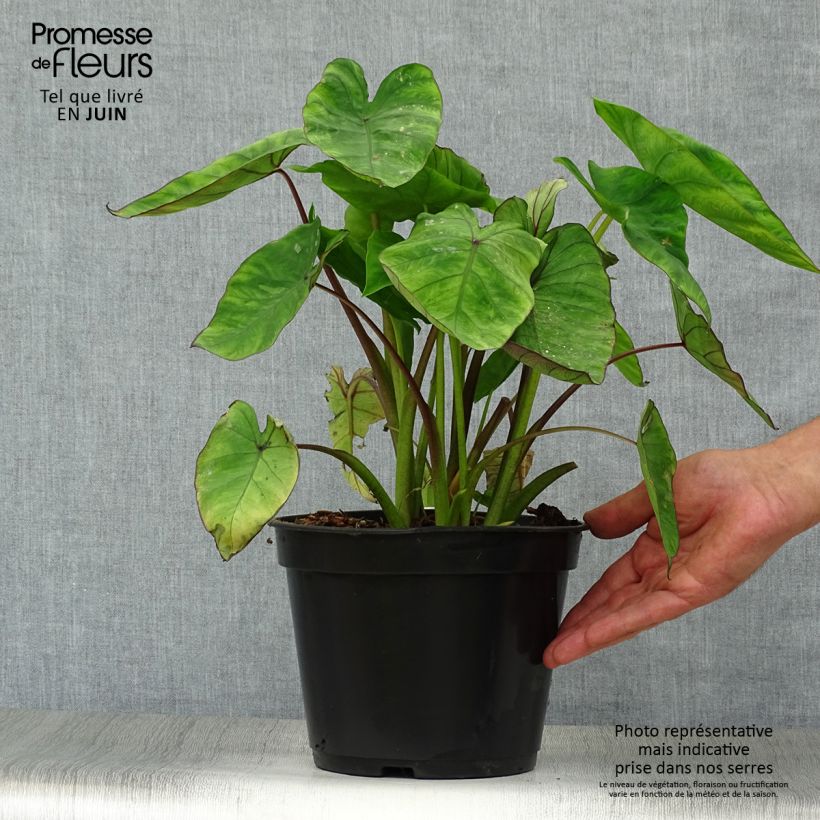 Amostra de Colocasia Blue Hawaii Vaso de 4 L/5 L tal como entregue no verão