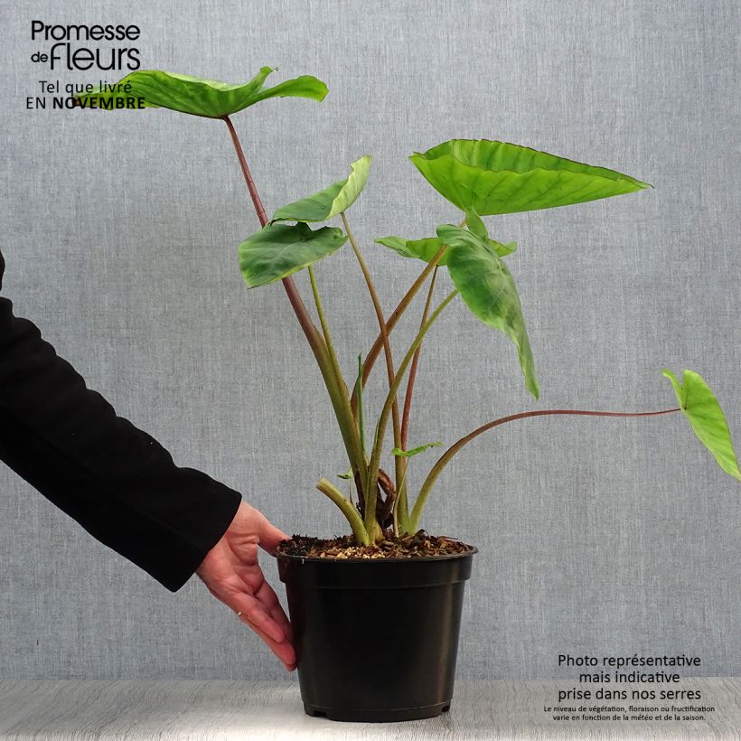 Amostra de Colocasia Blue Hawaii Vaso de 4 L/5 L tal como entregue no outono