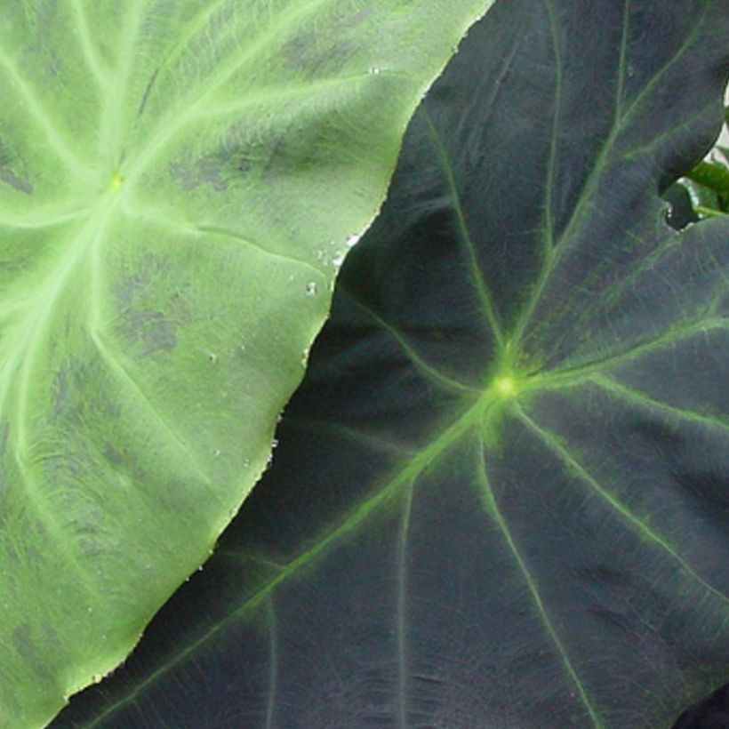 Colocasia Dragon Heart Giant (Folhagem)