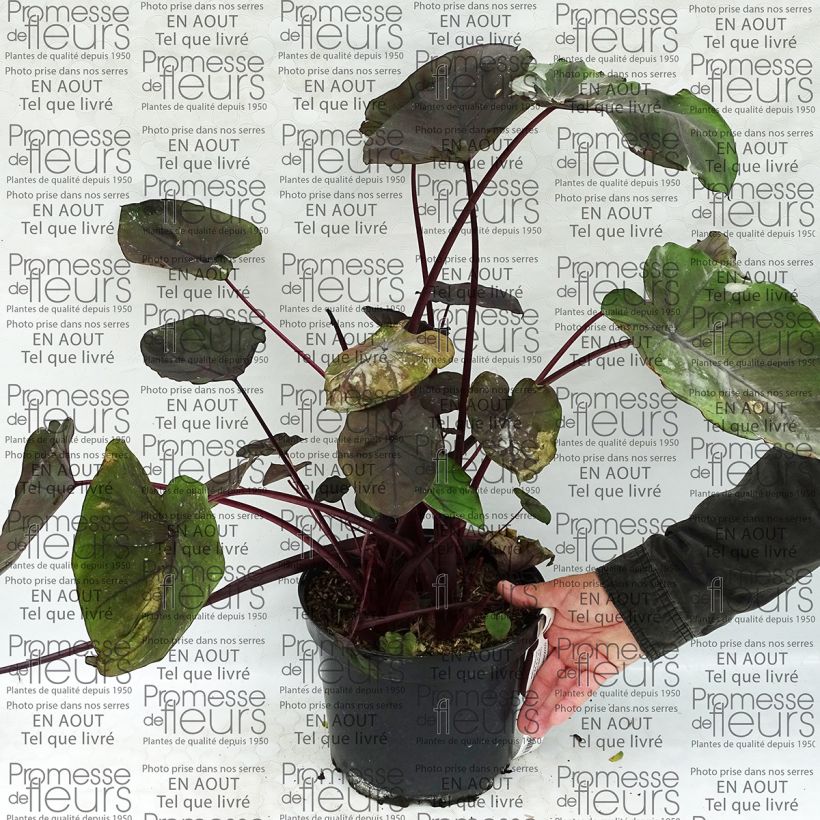 Exemplo de amostra de Colocasia Dragon Heart Giant - Oreille d'éléphant  Vaso de 4 L/5 L tal como entregue