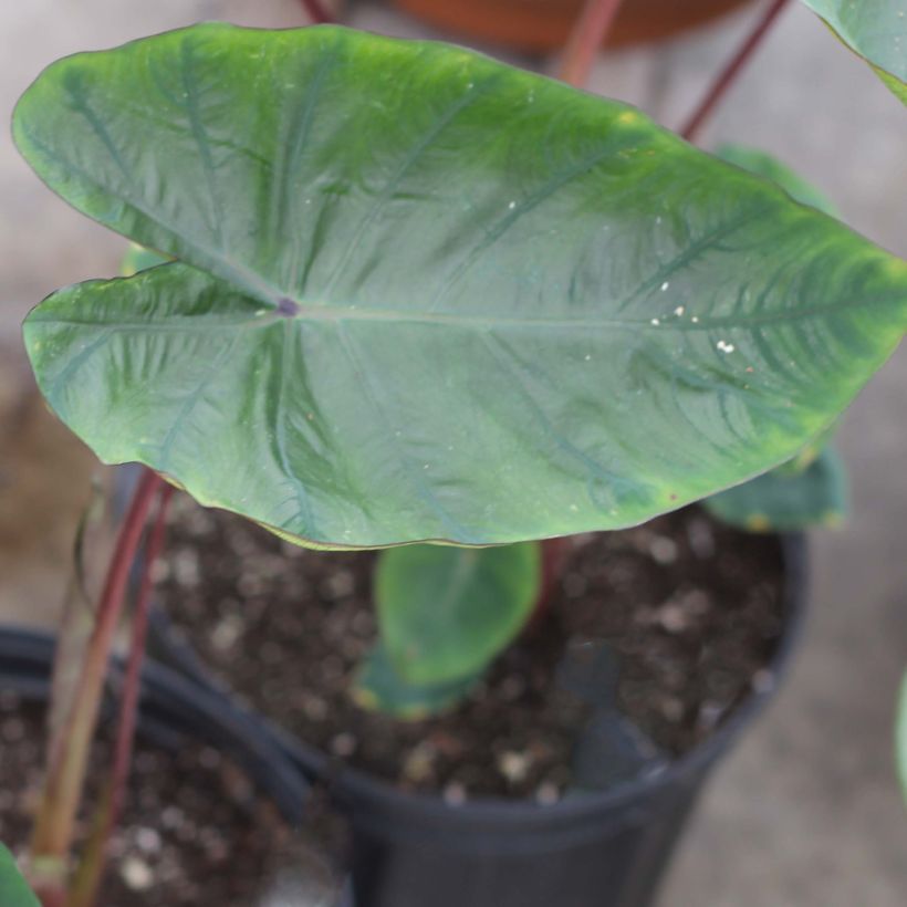 Colocasia Hawaiian Punch (Folhagem)
