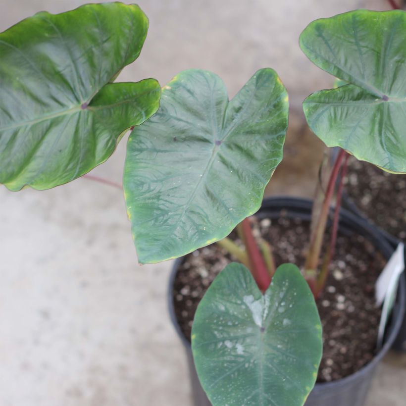 Colocasia Hawaiian Punch (Hábito)