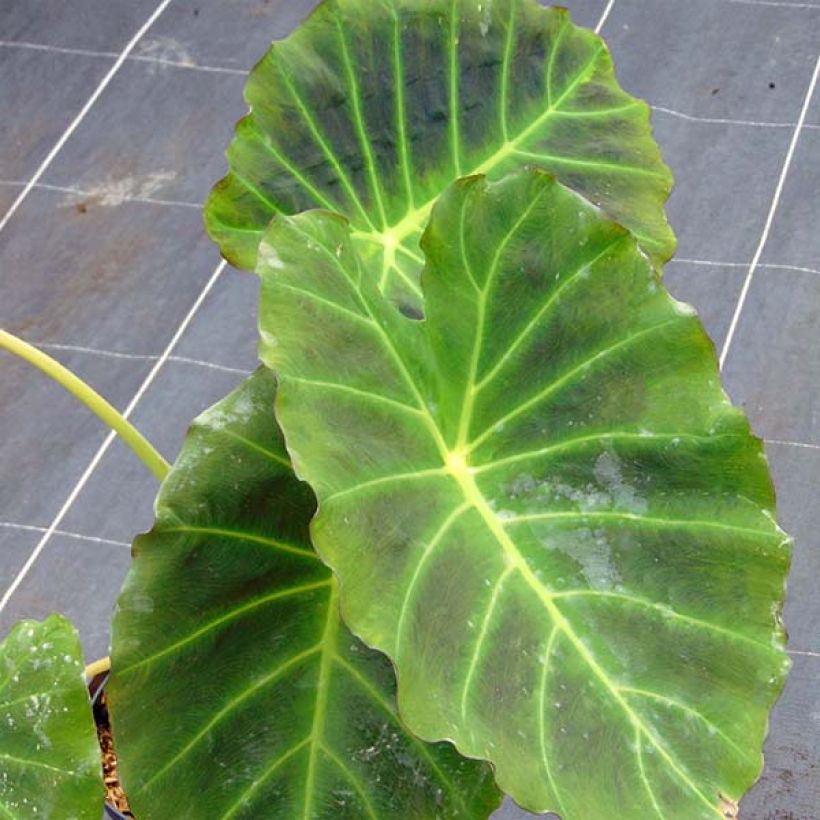 Colocasia Imperial Gigante (Folhagem)
