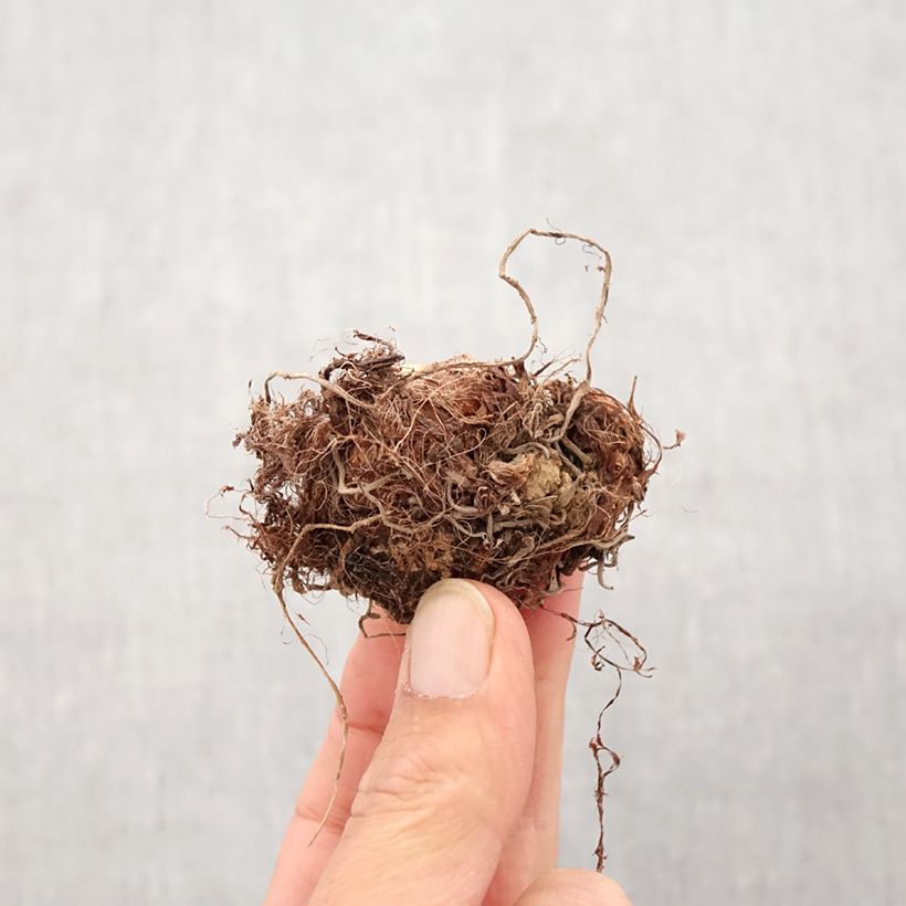 Amostra de Colocasia Imperial Gigante - Oreille d'Eléphant  Bulbo tal como entregue na primavera