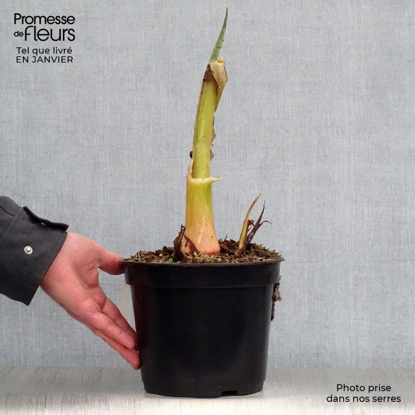 Amostra de Colocasia Jack's Giant - Oreille d'éléphant Pot de 3L/4L tal como entregue no inverno