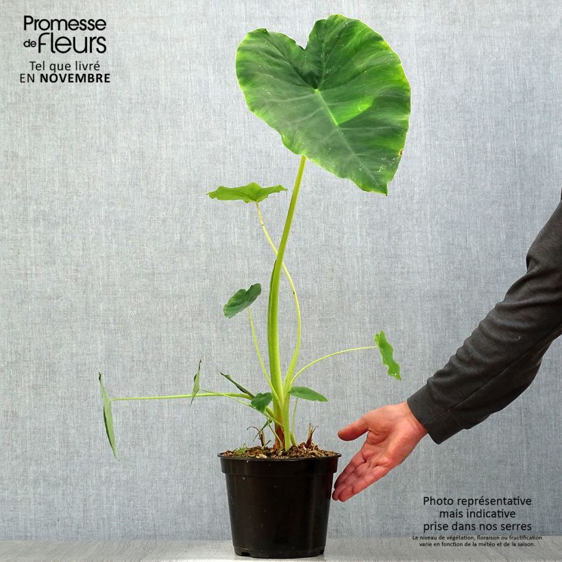 Amostra de Colocasia Jack's Giant Vaso de 3 L/4 L tal como entregue no outono