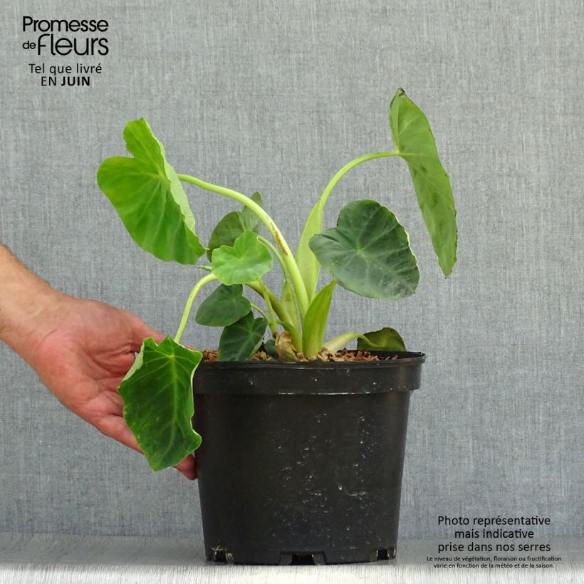 Amostra de Colocasia Jack's Giant Vaso de 3 L/4 L tal como entregue no verão