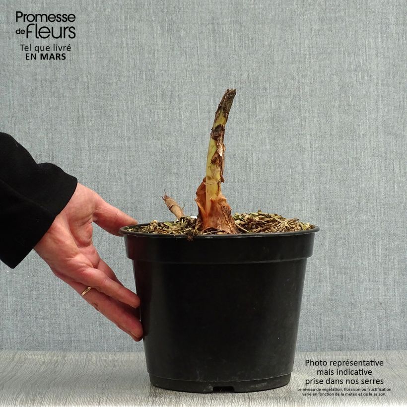 Amostra de Colocasia Jack's Giant Vaso de 3 L/4 L tal como entregue na primavera